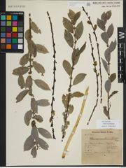 Foto von Salix myrsinifolia Salisb.